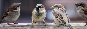sparrows-2759978_1280